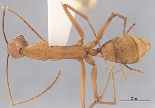Camponotus ager specimen LABSEI image labsei_000215_1