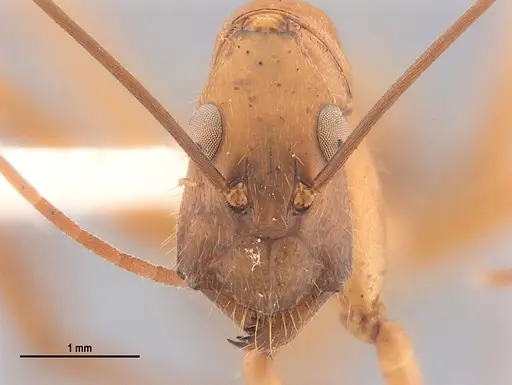 Camponotus ager specimen LABSEI image labsei_000215_2