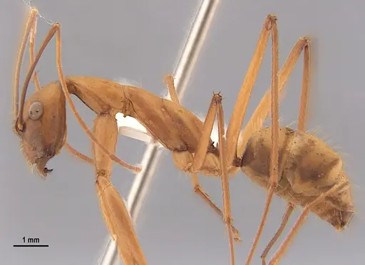 Camponotus ager specimen LABSEI image labsei_000215_3