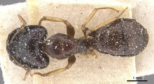 Camponotus agonius specimen CASENT0911894 image casent0911894_1