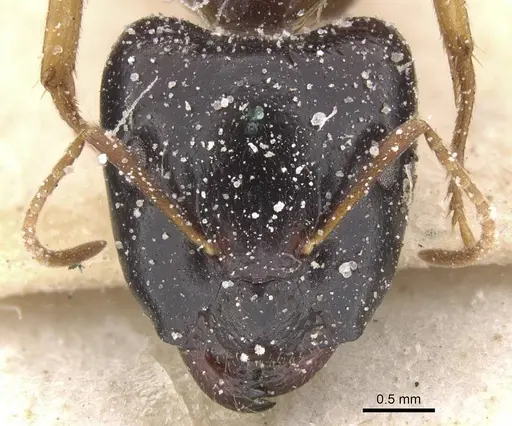 Camponotus agonius specimen CASENT0911894 image casent0911894_2