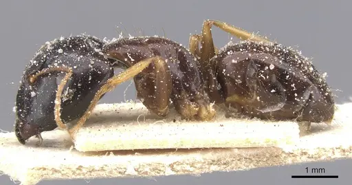 Camponotus agonius specimen CASENT0911894 image casent0911894_3