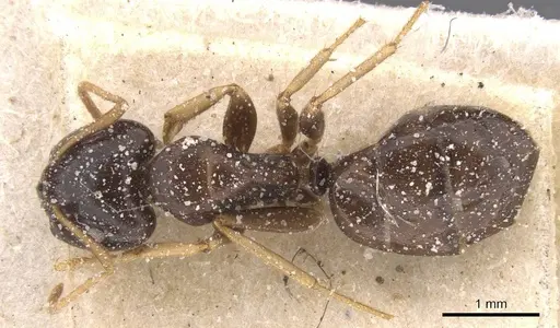 Camponotus agonius specimen CASENT0911895 image casent0911895_1