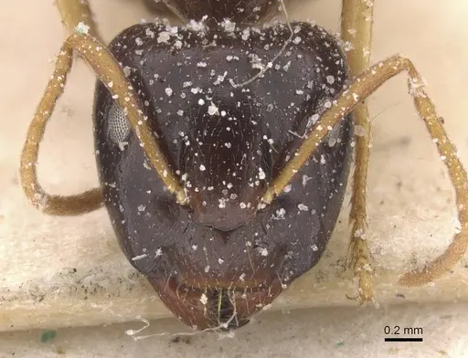 Camponotus agonius specimen CASENT0911895 image casent0911895_2