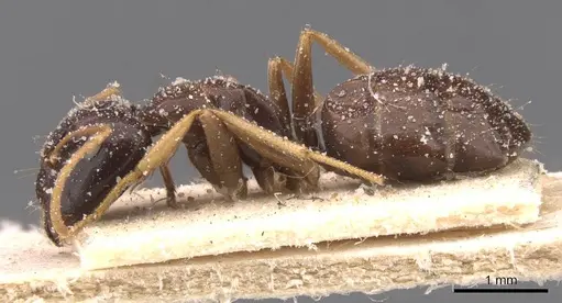 Camponotus agonius specimen CASENT0911895 image casent0911895_3