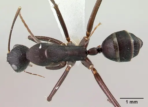 Camponotus aina specimen CASENT0217290 image casent0217290_1