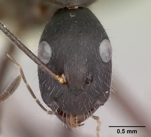 Camponotus aina specimen CASENT0217290 image casent0217290_2