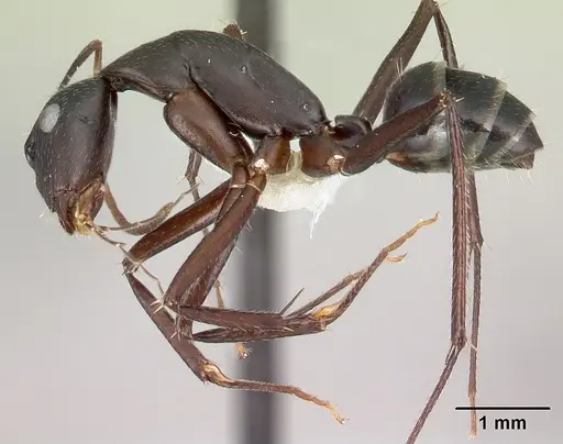Camponotus aina specimen CASENT0217290 image casent0217290_3