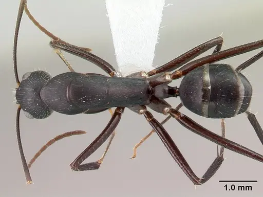Camponotus aina specimen CASENT0217291 image casent0217291_1