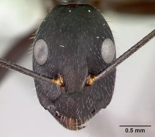Camponotus aina specimen CASENT0217291 image casent0217291_2