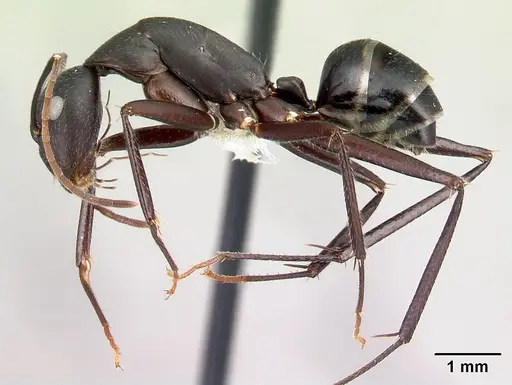 Camponotus aina specimen CASENT0217291 image casent0217291_3