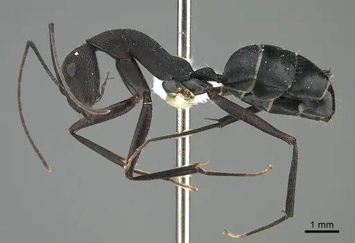 Camponotus aina specimen CASENT0837940 image casent0837940_1