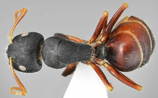Camponotus aktaci specimen CASENT0872758 image casent0872758_1