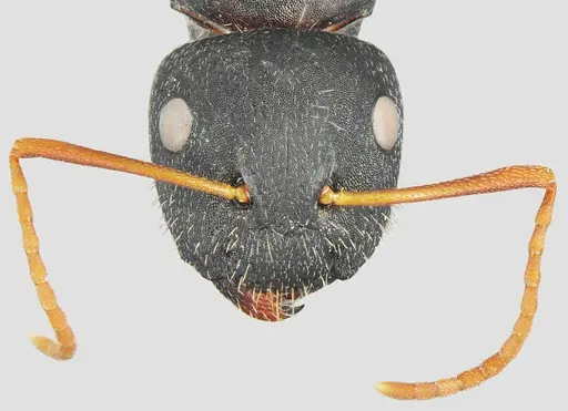 Camponotus aktaci specimen CASENT0872758 image casent0872758_2