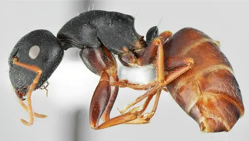 Camponotus aktaci specimen CASENT0872758 image casent0872758_3