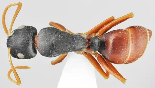 Camponotus aktaci specimen CASENT0872759 image casent0872759_1