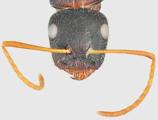 Camponotus aktaci specimen CASENT0872759 image casent0872759_2
