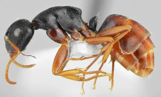 Camponotus aktaci specimen CASENT0872759 image casent0872759_3