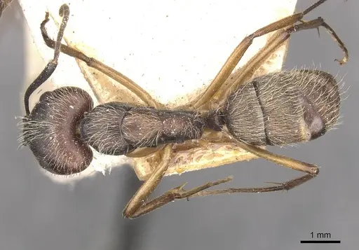 Camponotus alacer specimen CASENT0910345 image casent0910345_1
