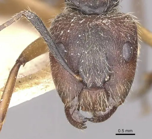 Camponotus alacer specimen CASENT0910345 image casent0910345_2