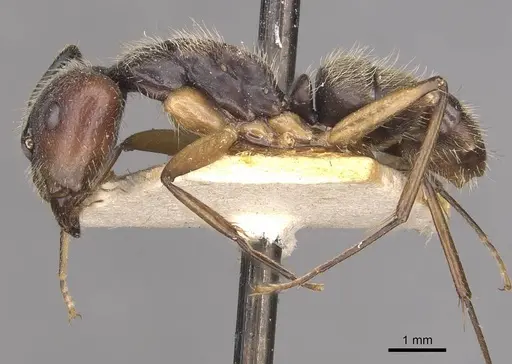 Camponotus alacer specimen CASENT0910345 image casent0910345_4