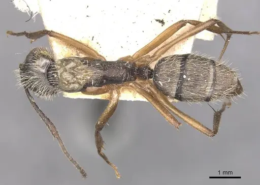 Camponotus alacer specimen CASENT0910346 image casent0910346_1
