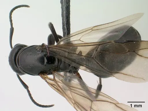 Camponotus alamaina specimen CASENT0144931 image casent0144931_1
