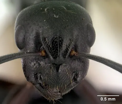 Camponotus alamaina specimen CASENT0144931 image casent0144931_2