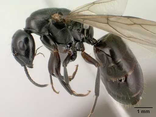 Camponotus alamaina specimen CASENT0144931 image casent0144931_3