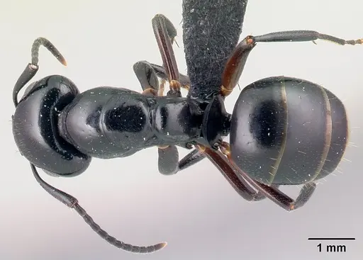Camponotus alamaina specimen CASENT0179430 image casent0179430_1