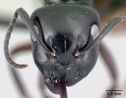 Camponotus alamaina specimen CASENT0179430 image casent0179430_2
