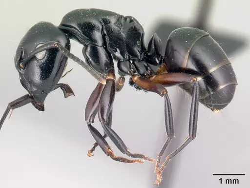 Camponotus alamaina specimen CASENT0179430 image casent0179430_3