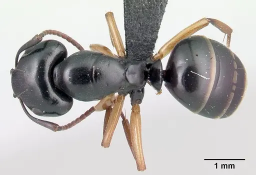 Camponotus alamaina specimen CASENT0179431 image casent0179431_1