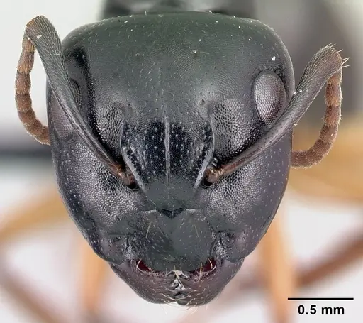 Camponotus alamaina specimen CASENT0179431 image casent0179431_2