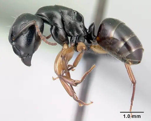 Camponotus alamaina specimen CASENT0179431 image casent0179431_3