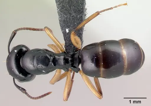 Camponotus alamaina specimen CASENT0481798 image casent0481798_1