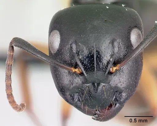 Camponotus alamaina specimen CASENT0481798 image casent0481798_2