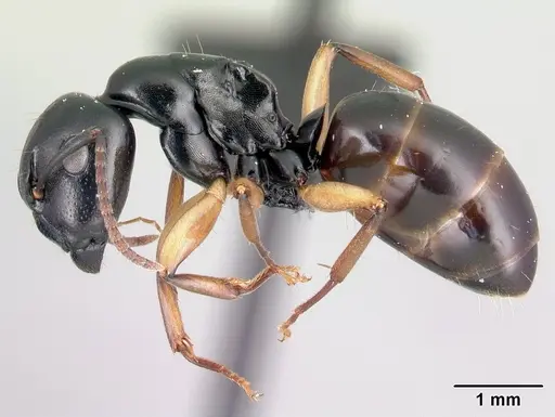 Camponotus alamaina specimen CASENT0481798 image casent0481798_3