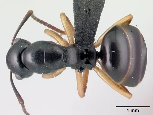 Camponotus alamaina specimen CASENT0481799 image casent0481799_1