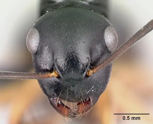 Camponotus alamaina specimen CASENT0481799 image casent0481799_2