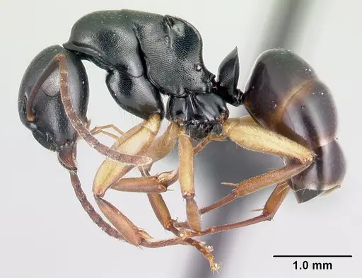 Camponotus alamaina specimen CASENT0481799 image casent0481799_3