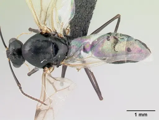 Camponotus alamaina specimen CASENT0481800 image casent0481800_1