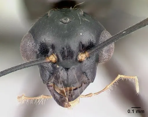 Camponotus alamaina specimen CASENT0481800 image casent0481800_2