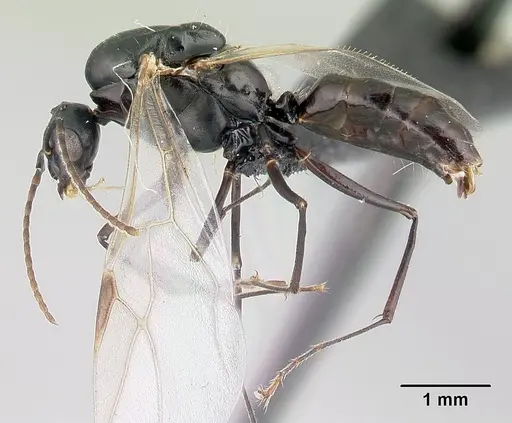 Camponotus alamaina specimen CASENT0481800 image casent0481800_3