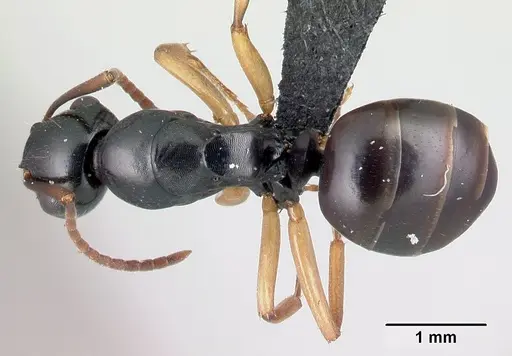 Camponotus alamaina specimen CASENT0491899 image casent0491899_1