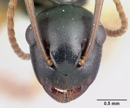 Camponotus alamaina specimen CASENT0491899 image casent0491899_2