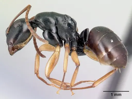 Camponotus alamaina specimen CASENT0491899 image casent0491899_3
