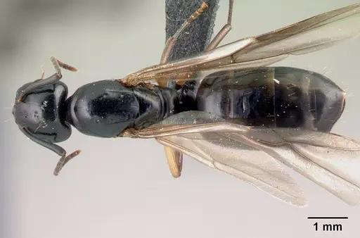Camponotus alamaina specimen CASENT0491902 image casent0491902_1
