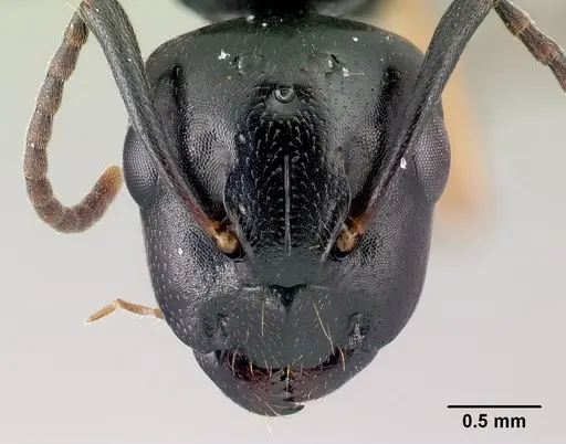 Camponotus alamaina specimen CASENT0491902 image casent0491902_2