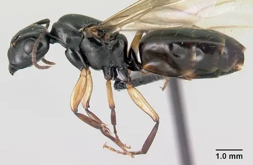 Camponotus alamaina specimen CASENT0491902 image casent0491902_3